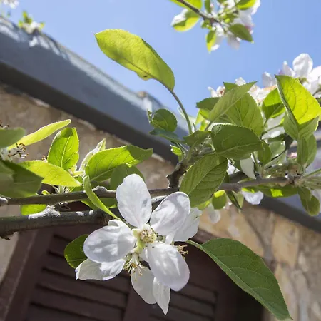 Villa Arrochela Vilamoura